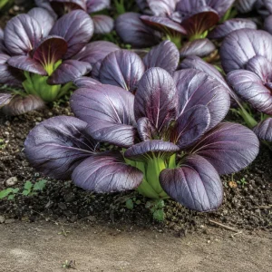 Purple Gem Hybrid Pak Choi Seeds - Brassica rapa - Cold Hardy Asian Vegetable - 20 Seeds - Image 9