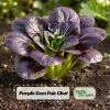 Purple Gem Hybrid Pak Choi Seeds - Brassica rapa - Cold Hardy Asian Vegetable - 20 Seeds - Image 1