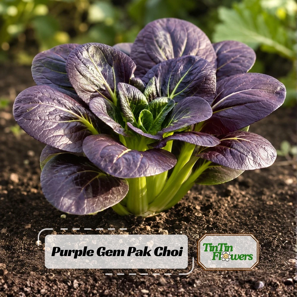 Purple Gem Hybrid Pak Choi Seeds - Brassica rapa - Cold Hardy Asian Vegetable - 20 Seeds - Image 1