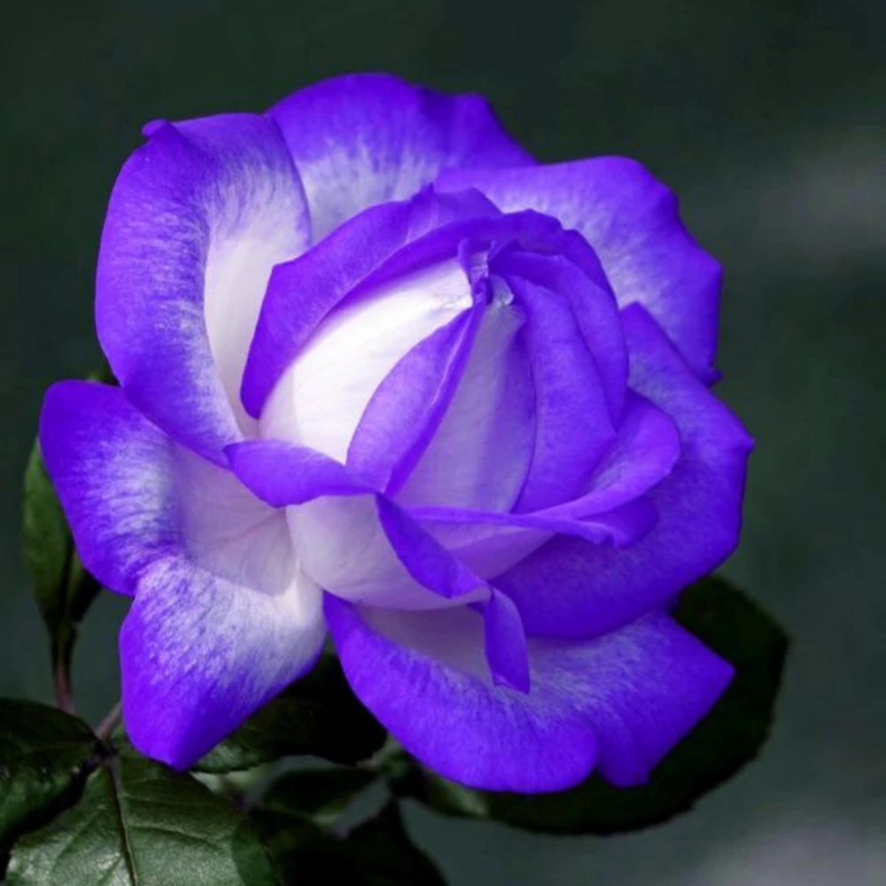 Purple Haze Rose Seeds - 30+ Perennial Flower Seeds - Mix Colors - Image 10