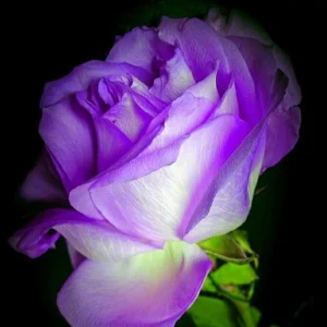 Purple Haze Rose Seeds - 30+ Perennial Flower Seeds - Mix Colors - Image 11