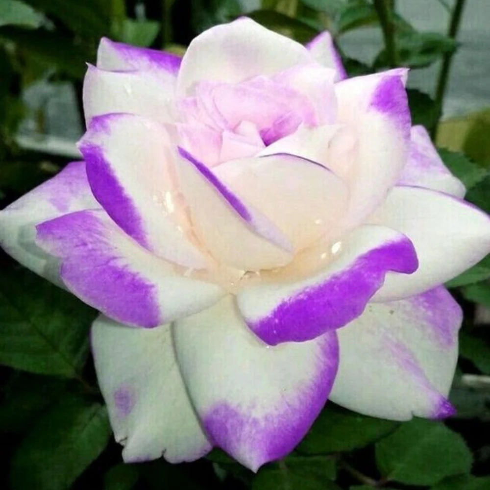Purple Haze Rose Seeds - 30+ Perennial Flower Seeds - Mix Colors - Image 12