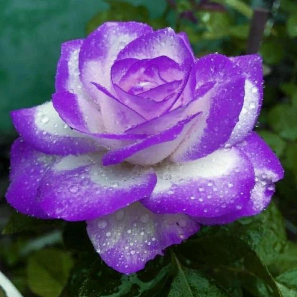 Purple Haze Rose Seeds - 30+ Perennial Flower Seeds - Mix Colors - Image 13