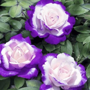 Purple Haze Rose Seeds - 30+ Perennial Flower Seeds - Mix Colors - Image 14