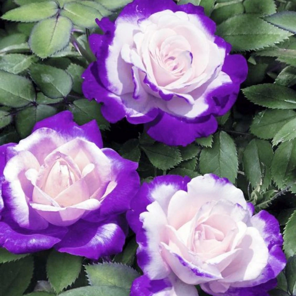 Purple Haze Rose Seeds - 30+ Perennial Flower Seeds - Mix Colors - Image 14