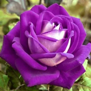 Purple Haze Rose Seeds - 30+ Perennial Flower Seeds - Mix Colors - Image 15