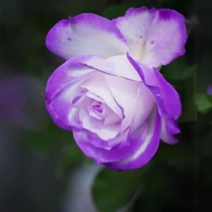 Purple Haze Rose Seeds - 30+ Perennial Flower Seeds - Mix Colors - Image 2