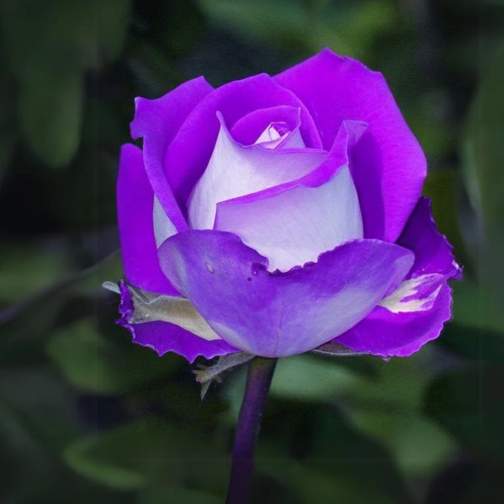 Purple Haze Rose Seeds - 30+ Perennial Flower Seeds - Mix Colors - Image 3