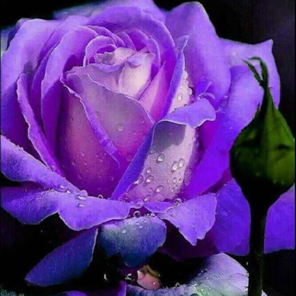 Purple Haze Rose Seeds - 30+ Perennial Flower Seeds - Mix Colors - Image 4