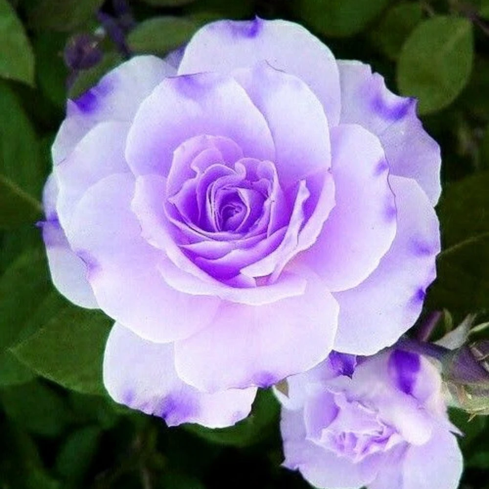 Purple Haze Rose Seeds - 30+ Perennial Flower Seeds - Mix Colors - Image 5