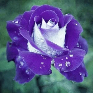 Purple Haze Rose Seeds - 30+ Perennial Flower Seeds - Mix Colors - Image 6