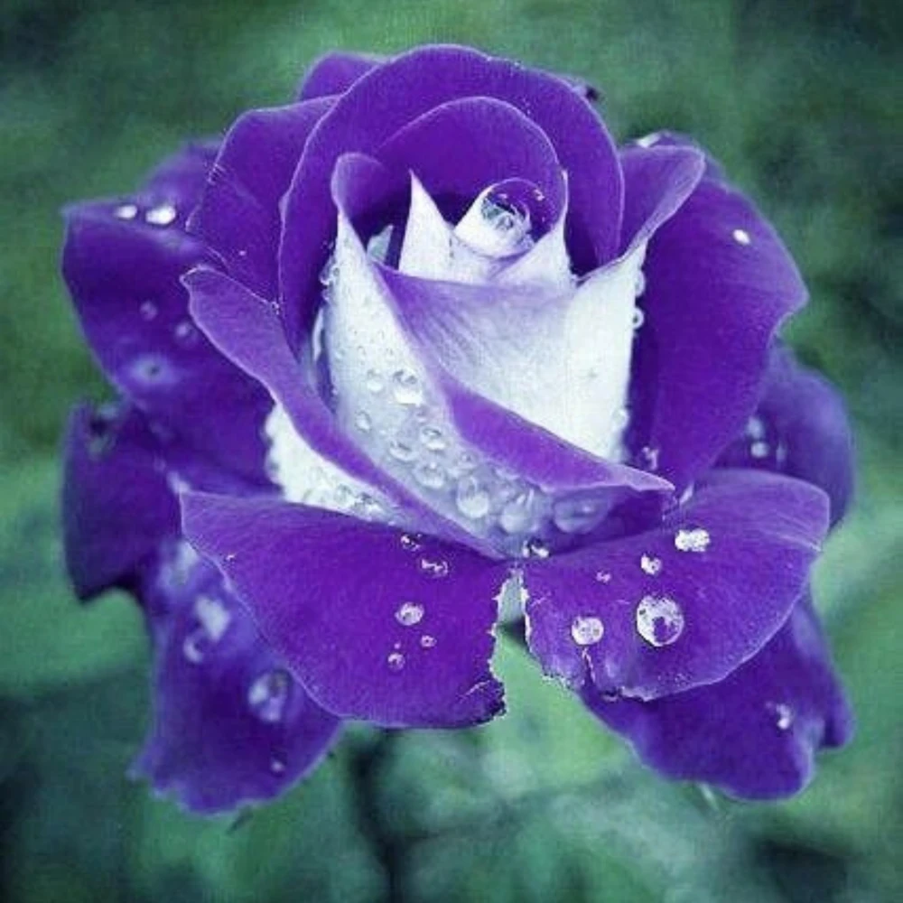Purple Haze Rose Seeds - 30+ Perennial Flower Seeds - Mix Colors - Image 6