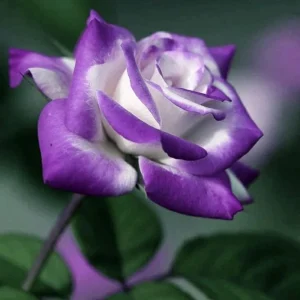 Purple Haze Rose Seeds - 30+ Perennial Flower Seeds - Mix Colors - Image 7