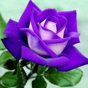 Purple Haze Rose Seeds - 30+ Perennial Flower Seeds - Mix Colors - Image 8