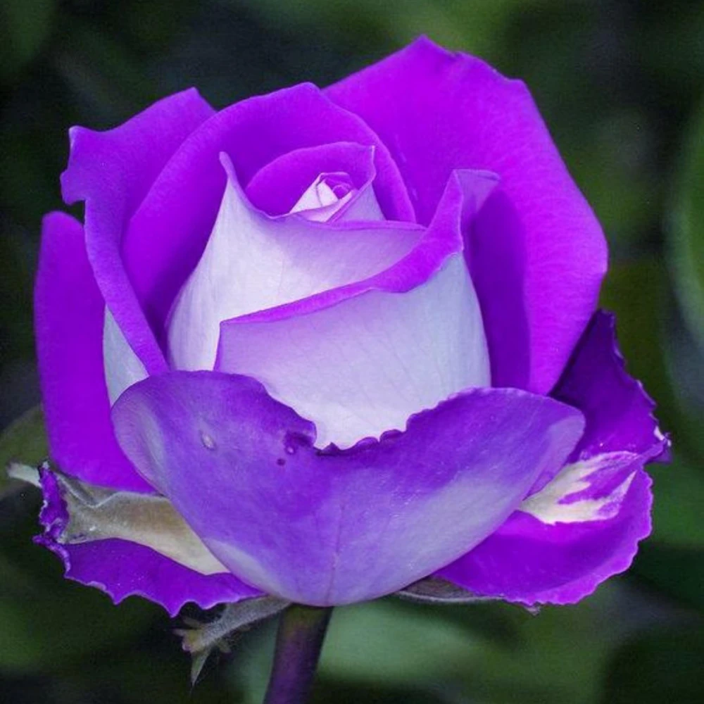 Purple Haze Rose Seeds - 30+ Perennial Flower Seeds - Mix Colors - Image 9