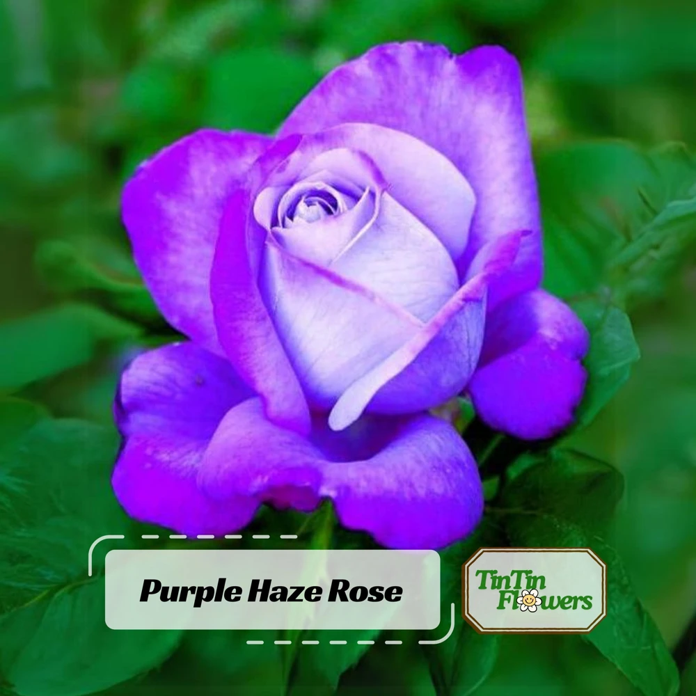 Purple Haze Rose Seeds - 30+ Perennial Flower Seeds - Mix Colors - Image 1