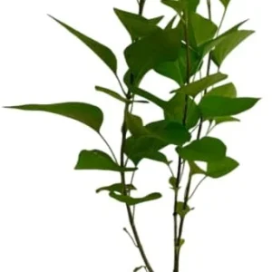 Purple Lilac Bush Live Plant 6-12" Tall - Reblooming Syringa for Outdoor Gardens - Image 4