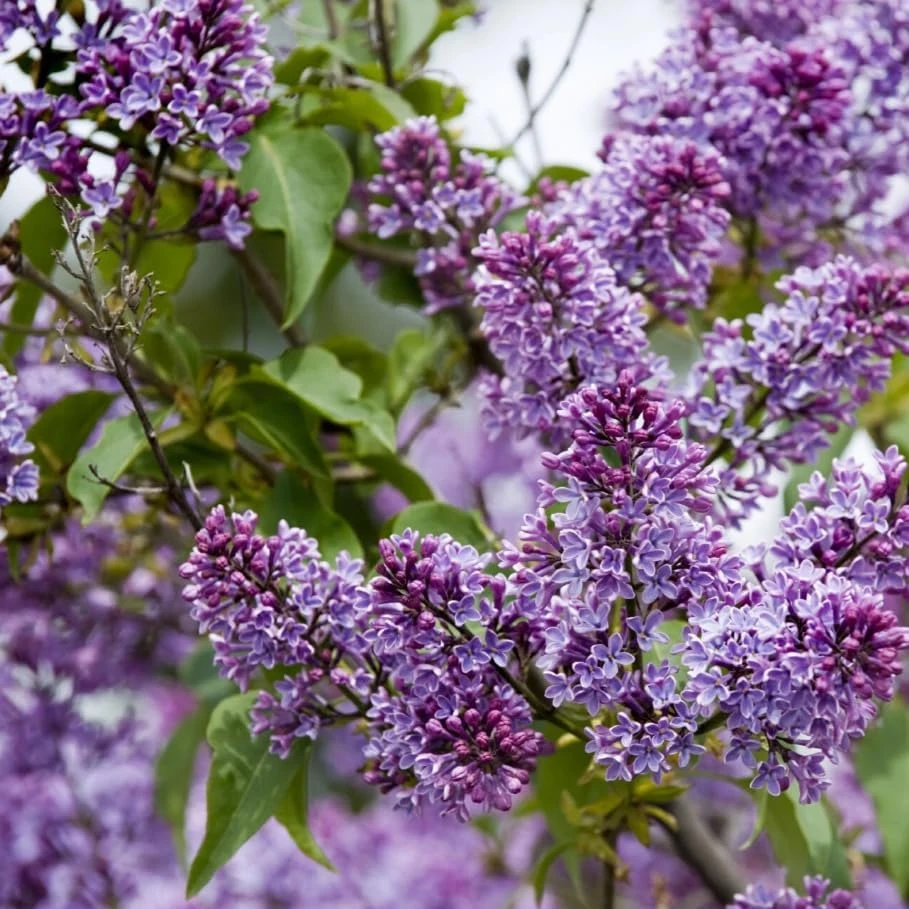 Purple Lilac Bush Live Plant 6-12" Tall - Reblooming Syringa for Outdoor Gardens - Image 5