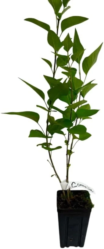 Purple Lilac Live Plant 6-12" Tall - Old Fashioned Reblooming Bush for Outdoor - Image 3