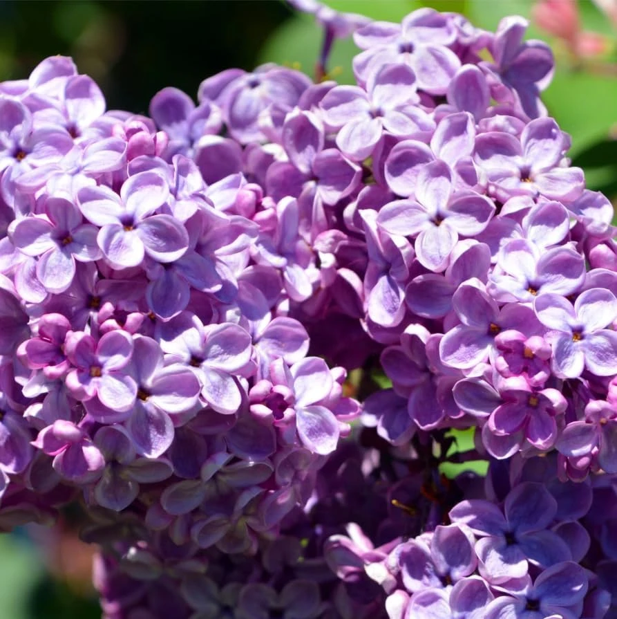 Purple Lilac Live Plant 6-12" Tall - Old Fashioned Reblooming Bush for Outdoor - Image 5