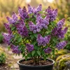 Purple Lilac Live Plant 6-12" Tall - Old Fashioned Reblooming Bush for Outdoor - Image 1