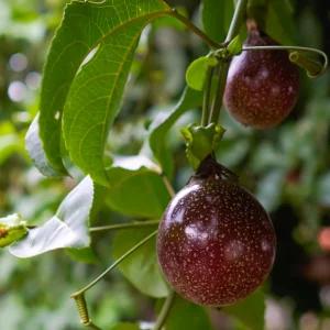 Purple Passion Fruit Seeds – Passiflora edulis – 25 Seeds – Sweet Tropical Vine - Image 11