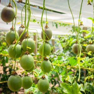 Purple Passion Fruit Seeds – Passiflora edulis – 25 Seeds – Sweet Tropical Vine - Image 6