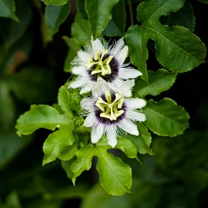 Purple Passion Fruit Seeds – Passiflora edulis – 25 Seeds – Sweet Tropical Vine - Image 7