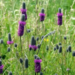 Purple Prairie Clover Seeds - 100 Count - Organic, Pollinator Friendly - Image 10