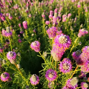 Purple Prairie Clover Seeds - 100 Count - Organic, Pollinator Friendly - Image 2