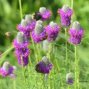 Purple Prairie Clover Seeds - 100 Count - Organic, Pollinator Friendly - Image 4