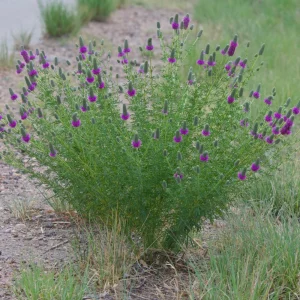 Purple Prairie Clover Seeds - 100 Count - Organic, Pollinator Friendly - Image 5