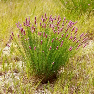 Purple Prairie Clover Seeds - 100 Count - Organic, Pollinator Friendly - Image 6