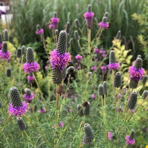 Purple Prairie Clover Seeds - 100 Count - Organic, Pollinator Friendly - Image 7