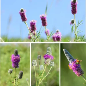 Purple Prairie Clover Seeds - 100 Count - Organic, Pollinator Friendly - Image 8