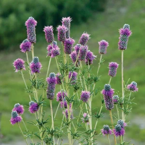 Purple Prairie Clover Seeds - 100 Count - Organic, Pollinator Friendly - Image 9
