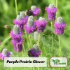 Purple Prairie Clover Seeds - 100 Count - Organic, Pollinator Friendly - Image 1