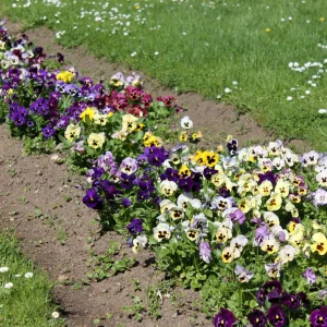 Purple Violet Pansy Viola Seeds - 25 Seeds - Cold & Draft Resistant, Open-Pollinating - Image 10