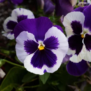 Purple Violet Pansy Viola Seeds - 25 Seeds - Cold & Draft Resistant, Open-Pollinating - Image 11