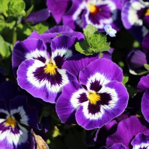 Purple Violet Pansy Viola Seeds - 25 Seeds - Cold & Draft Resistant, Open-Pollinating - Image 12
