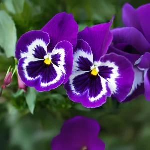 Purple Violet Pansy Viola Seeds - 25 Seeds - Cold & Draft Resistant, Open-Pollinating - Image 13