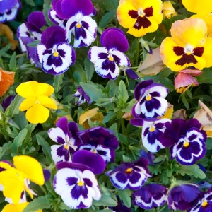 Purple Violet Pansy Viola Seeds - 25 Seeds - Cold & Draft Resistant, Open-Pollinating - Image 14