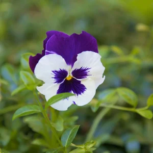 Purple Violet Pansy Viola Seeds - 25 Seeds - Cold & Draft Resistant, Open-Pollinating - Image 15