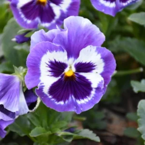 Purple Violet Pansy Viola Seeds - 25 Seeds - Cold & Draft Resistant, Open-Pollinating - Image 3