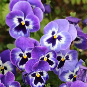 Purple Violet Pansy Viola Seeds - 25 Seeds - Cold & Draft Resistant, Open-Pollinating - Image 4