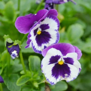 Purple Violet Pansy Viola Seeds - 25 Seeds - Cold & Draft Resistant, Open-Pollinating - Image 5