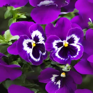 Purple Violet Pansy Viola Seeds - 25 Seeds - Cold & Draft Resistant, Open-Pollinating - Image 6
