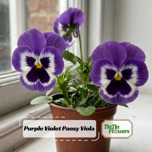 Purple Violet Pansy Viola Seeds - 25 Seeds - Cold & Draft Resistant, Open-Pollinating - Image 1