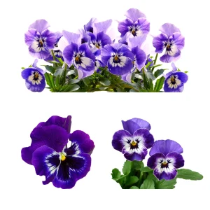 Purple Violet Pansy Viola Seeds - 25 Seeds - Cold & Draft Resistant, Open-Pollinating - Image 7