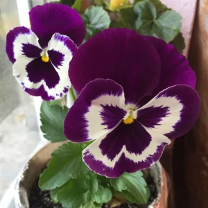 Purple Violet Pansy Viola Seeds - 25 Seeds - Cold & Draft Resistant, Open-Pollinating - Image 8